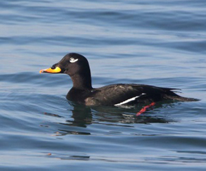 Нугас (Тольт монхдой)